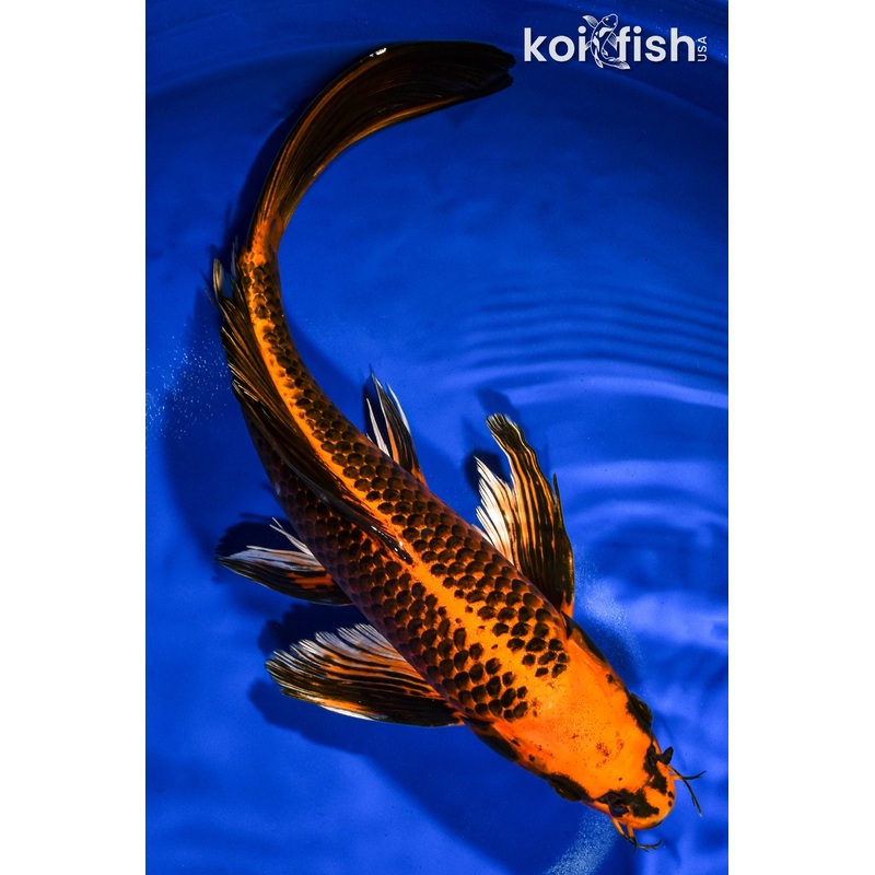 14.25" ORENJI MATSUBA BUTTERFLY