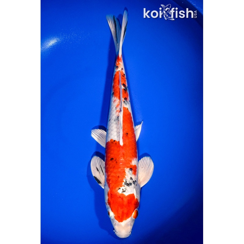 14.25" YAMATO NISHIKI