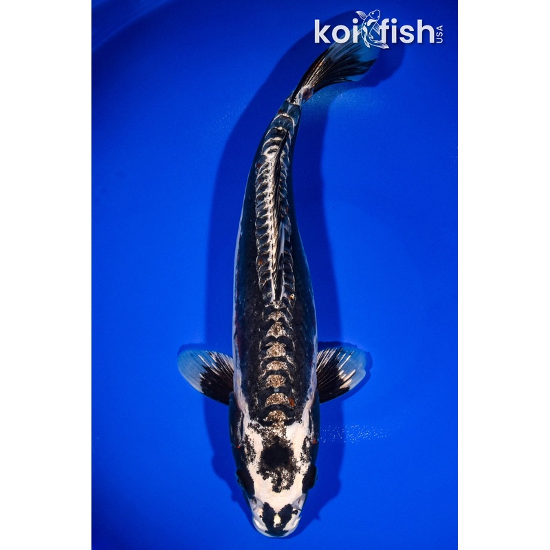 14.5" BENI KIKOKURYU