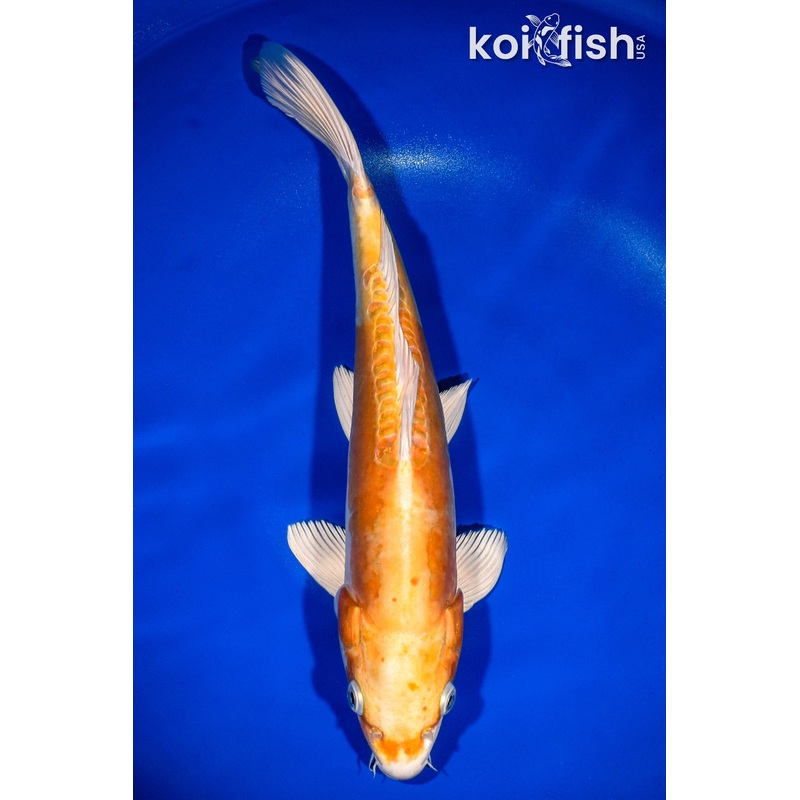 14.5" DOITSU HARIWAKE