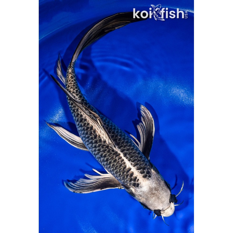 14.5" GINGA BUTTERFLY