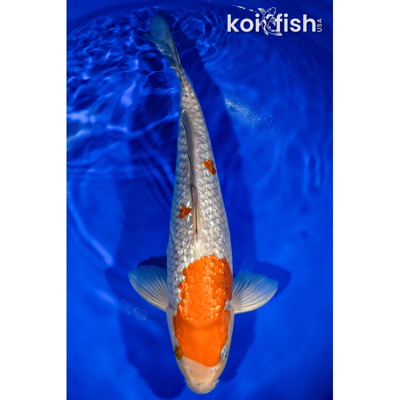 14.5" GINRIN OCHIBA SHIGURE