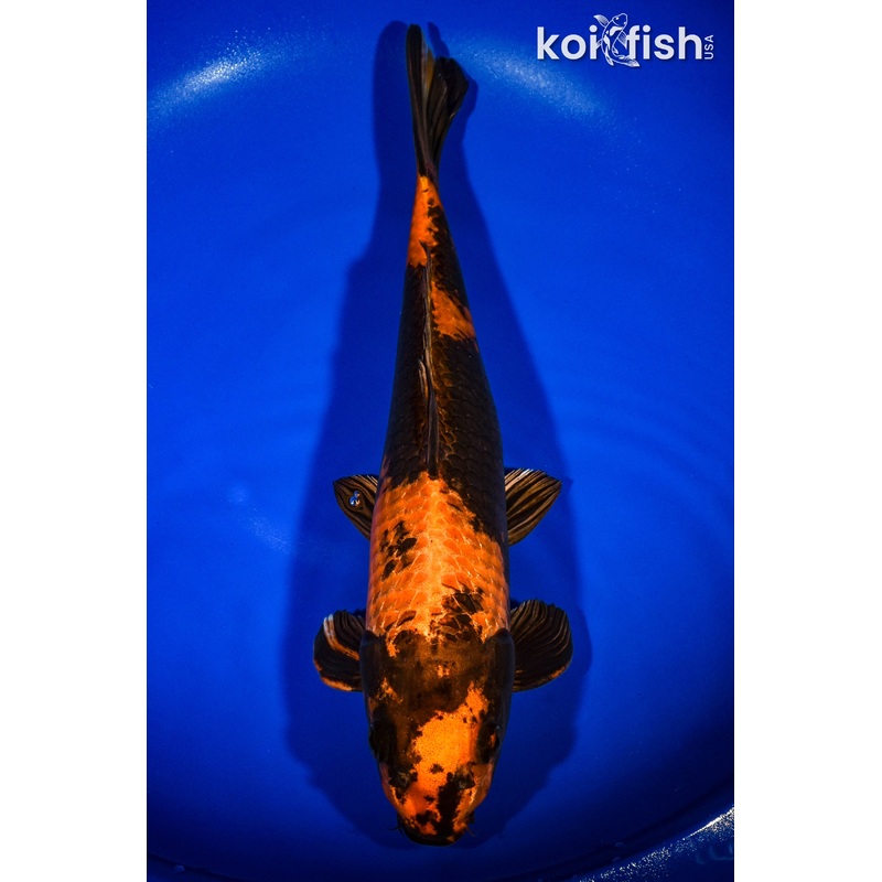 14.5" KIN HI UTSURI