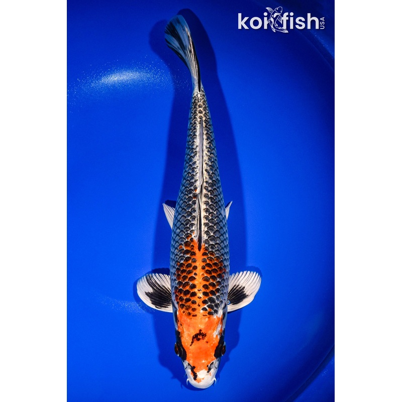 14" BENI GINGA