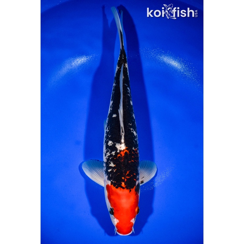 14" BENI MATSUKAWABAKE