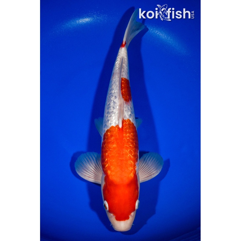 14" GINRIN KOHAKU