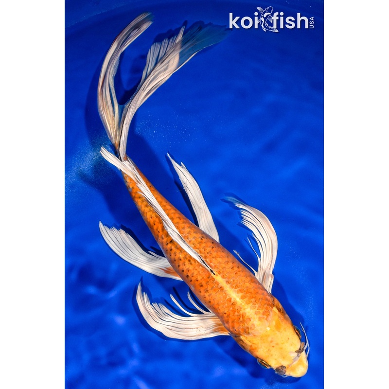 14" HARIWAKE BUTTERFLY