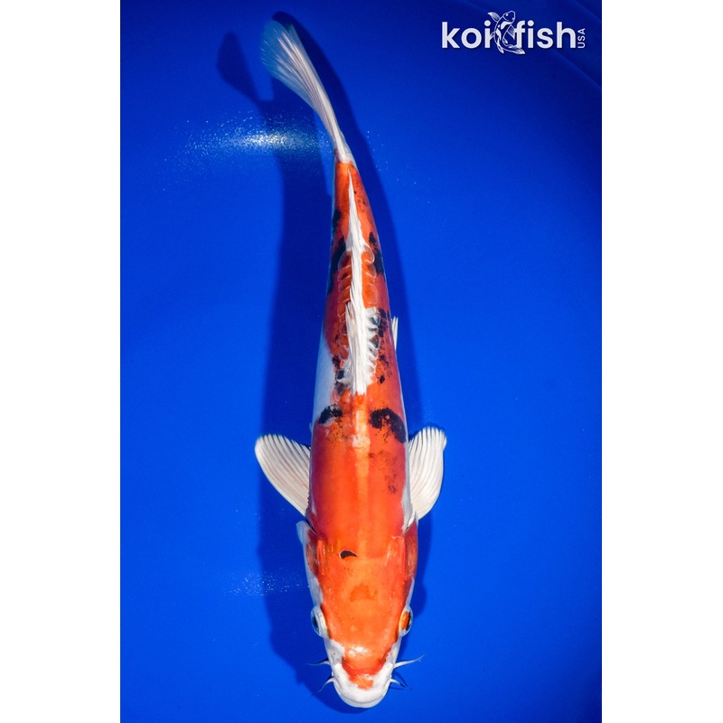 14" HEISEI NISHIKI