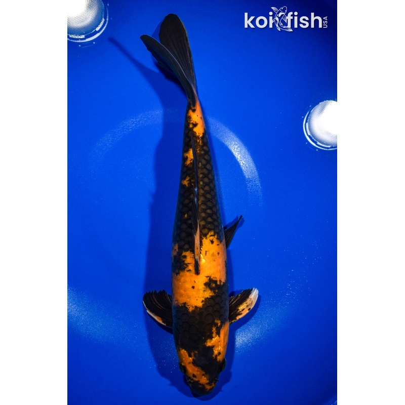 14" HI UTSURI