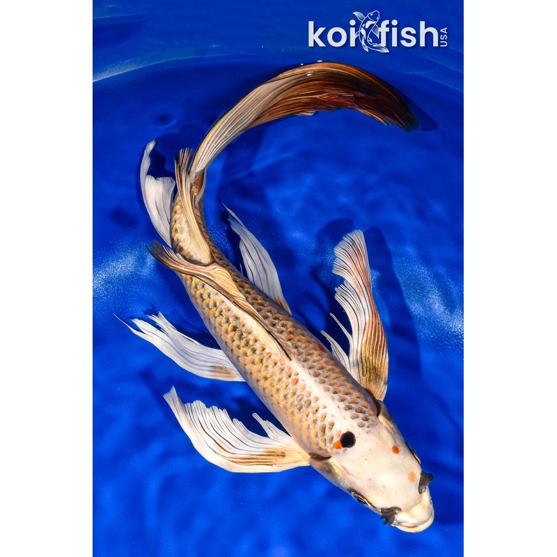 14" KI MATSUBA BUTTERFLY