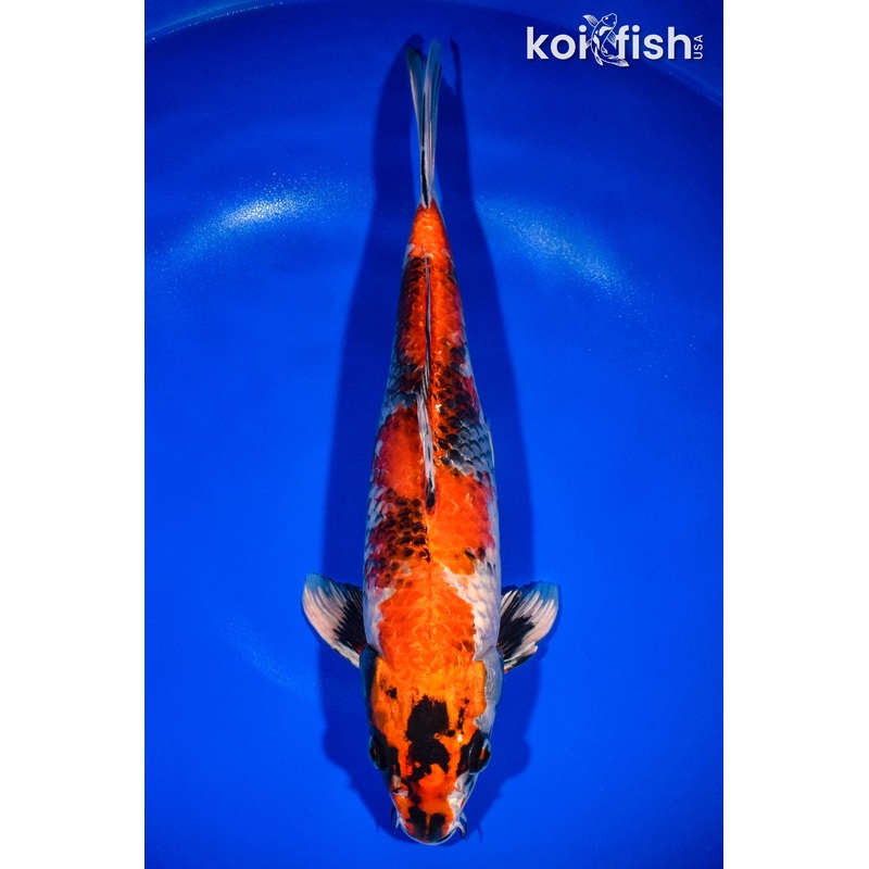 14" KIN HI SHOWA