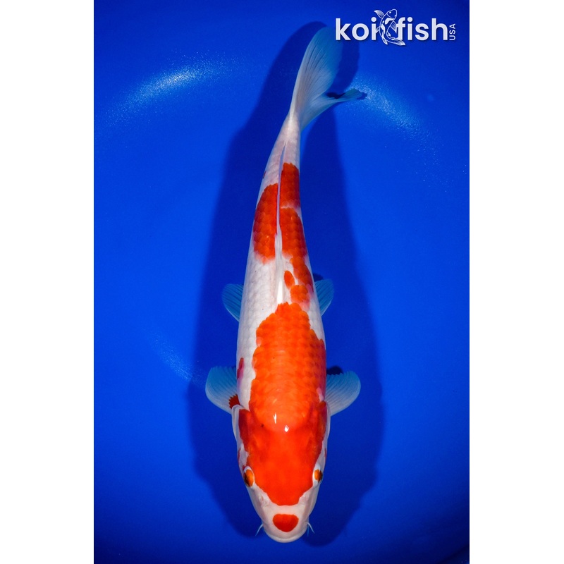 14" KOHAKU