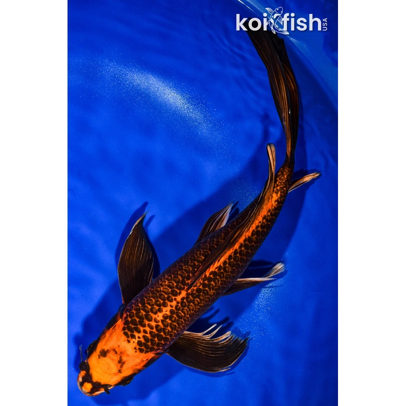 14" ORENJI MATSUBA BUTTERFLY