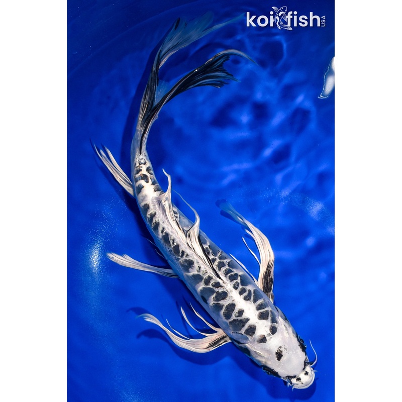 15.25" KIKOKURYU BUTTERFLY