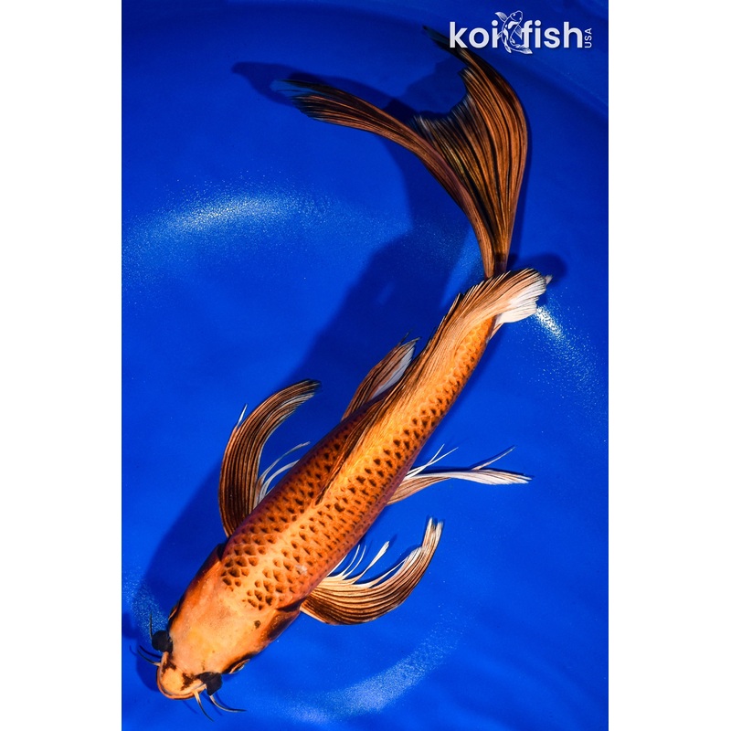 15" ORENJI MATSUBA BUTTERFLY