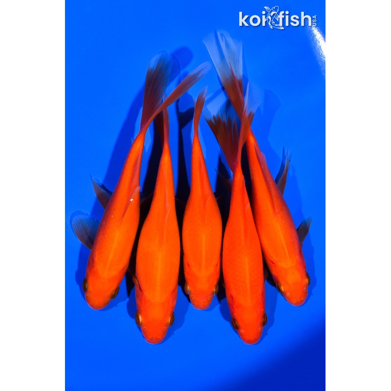 (5) 4-5.5" ASSORTED GOLDFISH