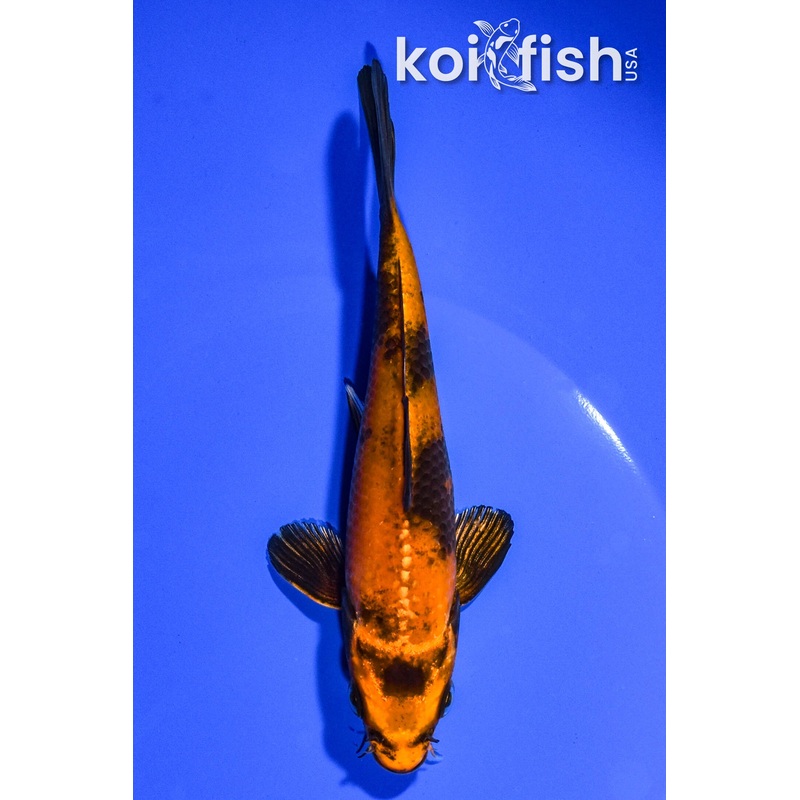 5.5" KIN HI UTSURI