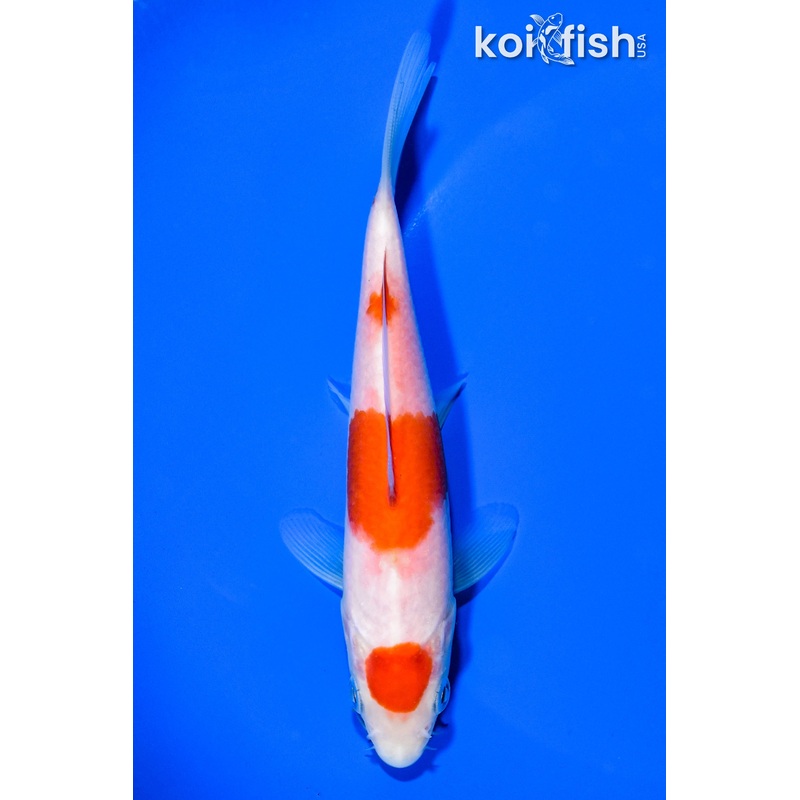 5.5" MARUTEN KOHAKU