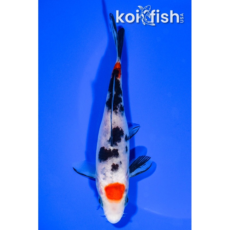 5.5" MARUTEN SANKE