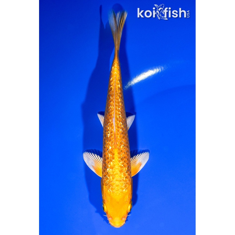 5.75" GINRIN ORENJI OGON