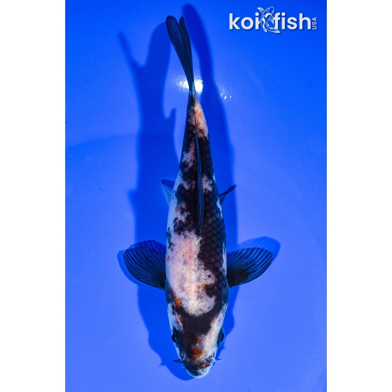 5.75" SHIRO UTSURI