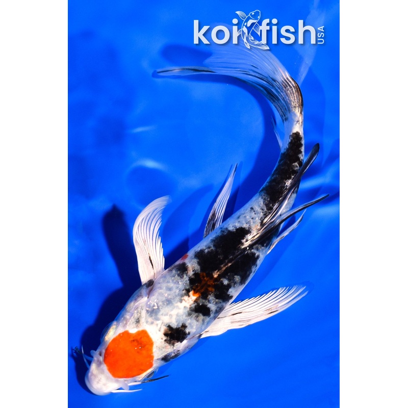 5.75" TANCHO YAMATO NISHIKI BUTTERFLY