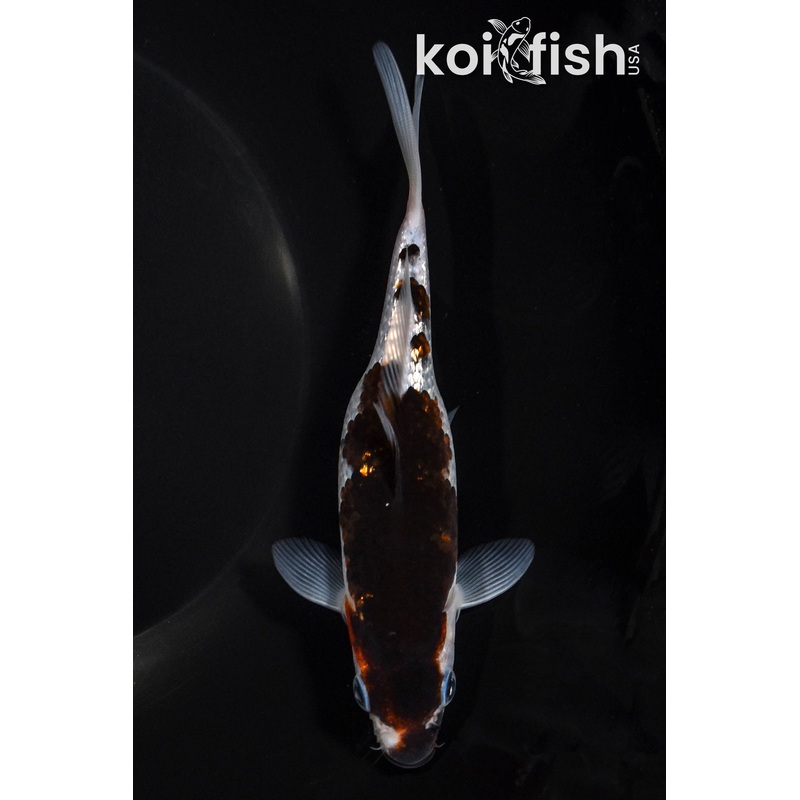 6.25" GINRIN BUDO GOROMO