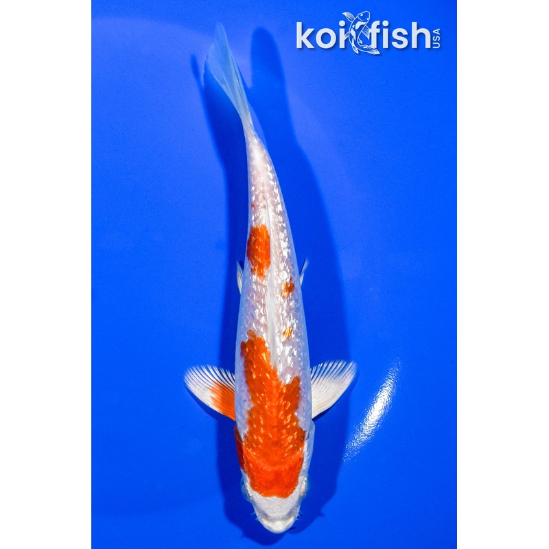 6.25" GINRIN HARIWAKE