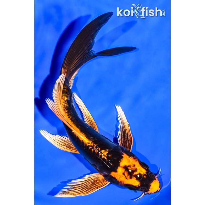 6.25" KABUTO BUTTERFLY