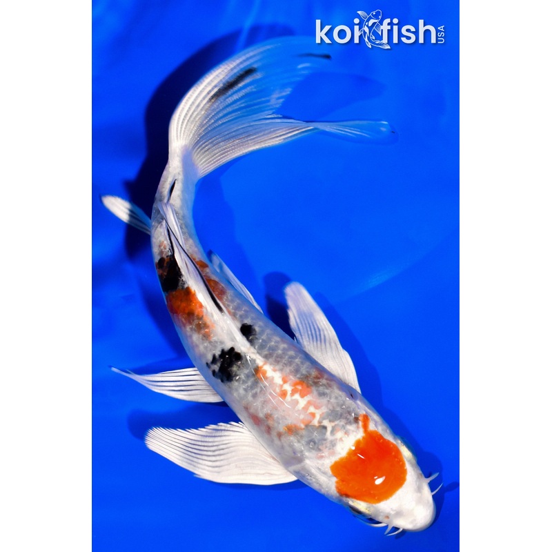 6.25" MARUTEN YAMATO NISHIKI BUTTERFLY