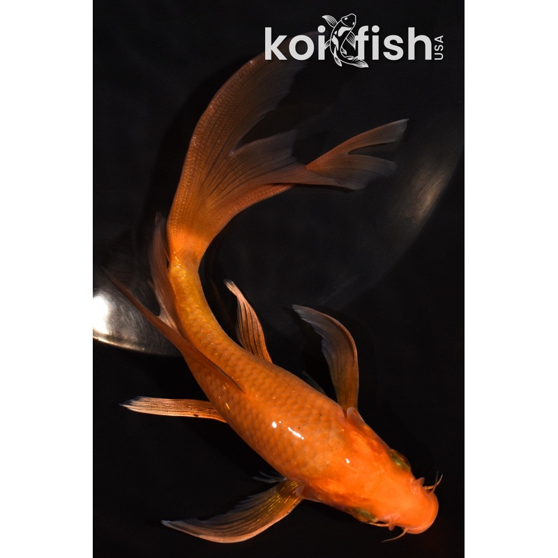 6.5" CHAGOI BUTTERFLY