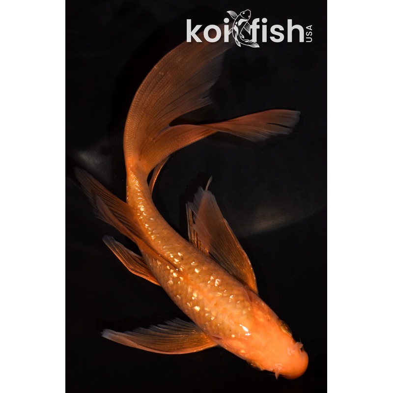 6.5" GINRIN CHAGOI BUTTERFLY