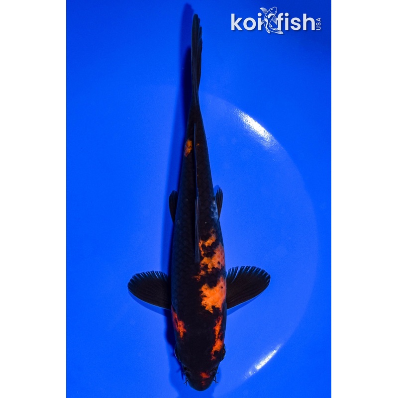 6.5" HI UTSURI