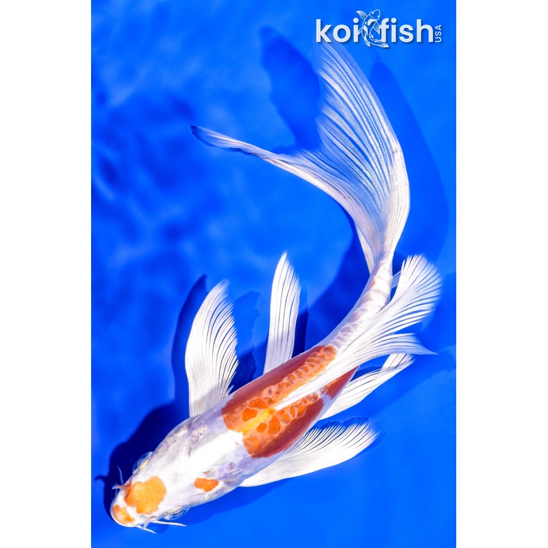 6.5" KIKUSUI BUTTERFLY