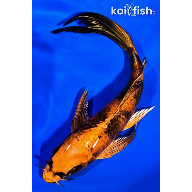 6.5" KIN HI UTSURI BUTTERFLY