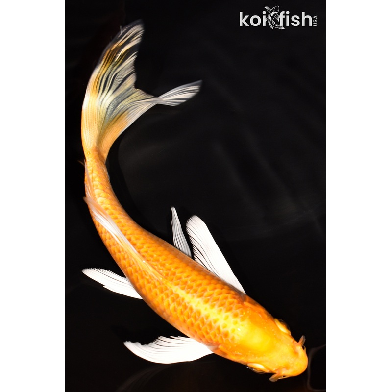6.5" ORENJI OGON BUTTERFLY