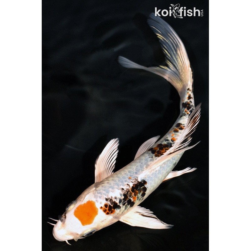 6.75" MARUTEN YAMATO NISHIKI BUTTERFLY