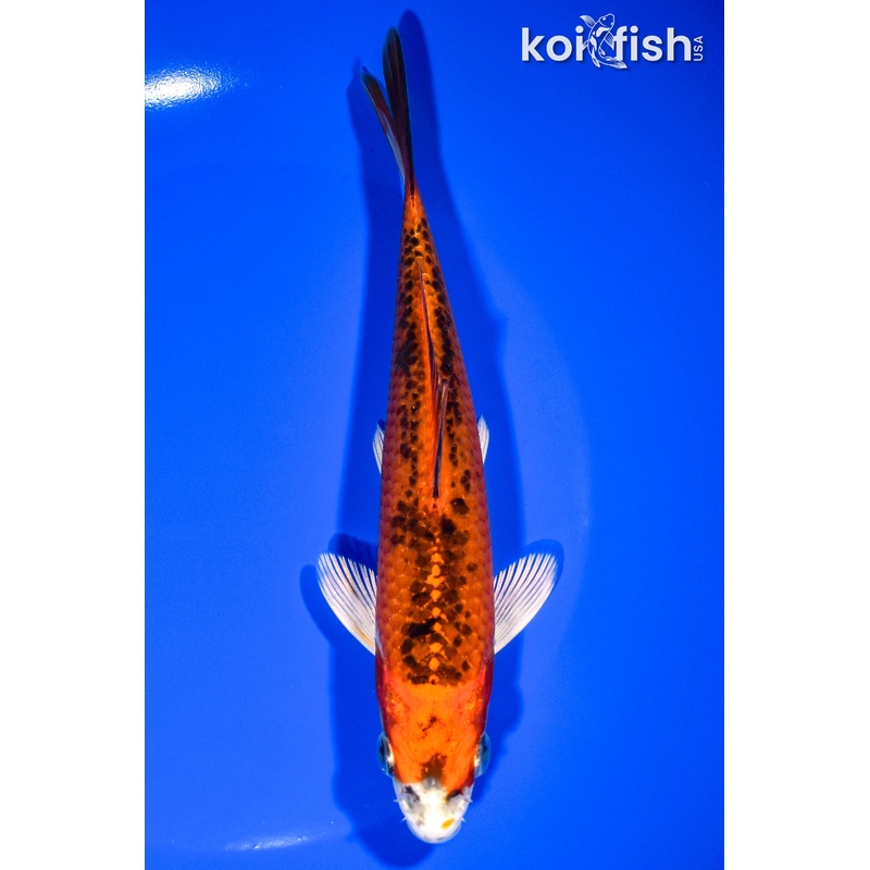 6.75" YAMATO NISHIKI