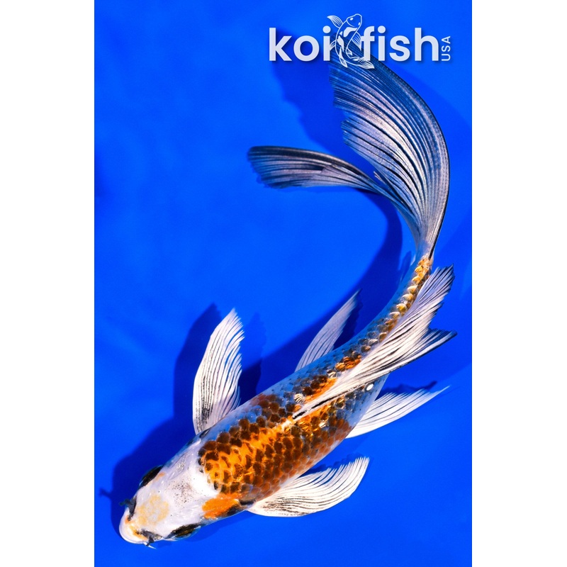 6"  GINRIN KUJAKU BUTTERFLY