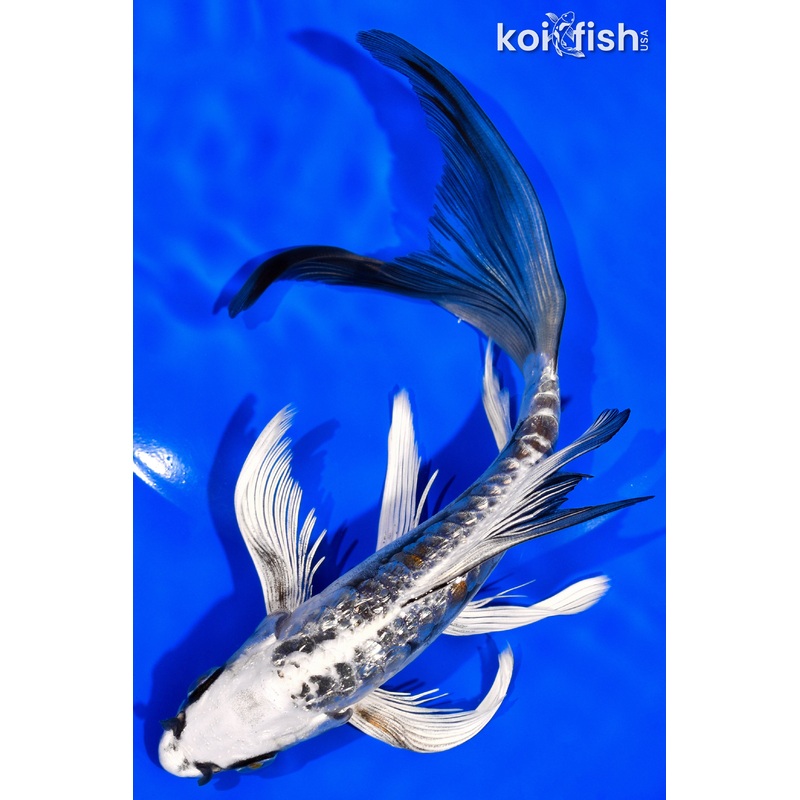 7.25" GINRIN KIN KIKOKURYU BUTTERFLY