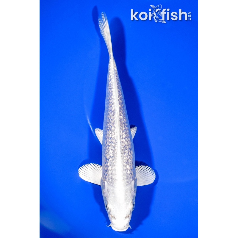 7.25" GINRIN PLATINUM OGON