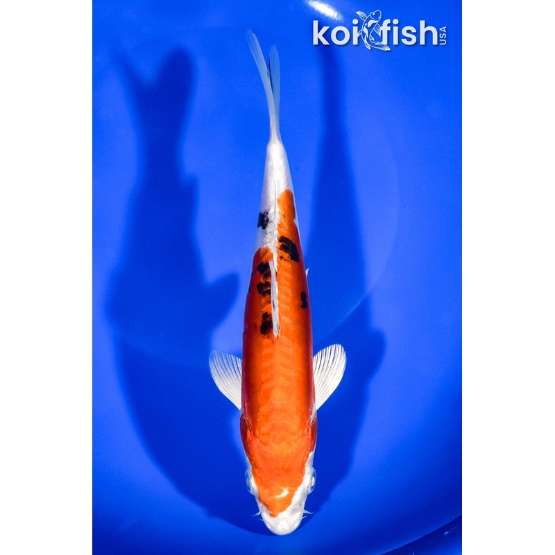 7.25" HEISEI NISHIKI
