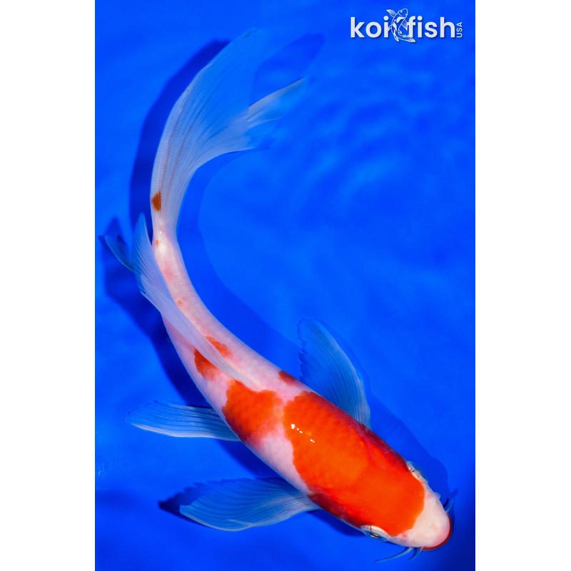 7.25" KUCHIBENI KOHAKU BUTTERFLY