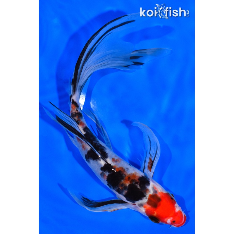 7.25" KUCHIBENI SANKE BUTTERFLY