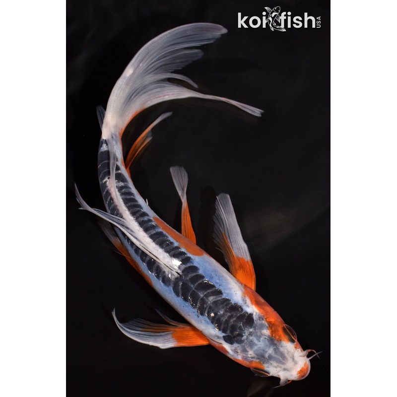 7.25" SHUSUI BUTTERFLY