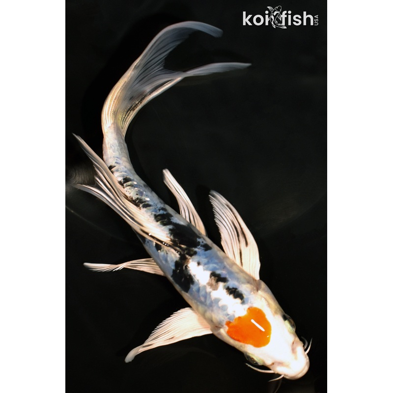 7.25" TANCHO HEISEI NISHIKI BUTTERFLY
