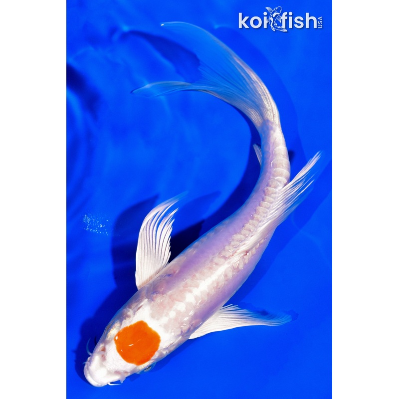 7.25" TANCHO KIKUSUI BUTTERFLY