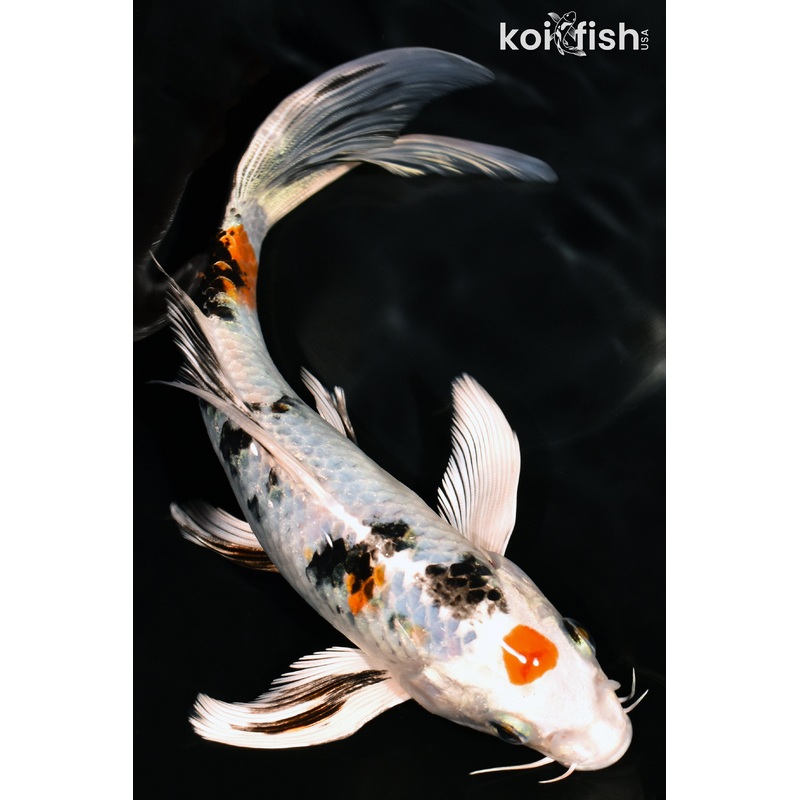 7.5" MARUTEN YAMATO NISHIKI BUTTERFLY