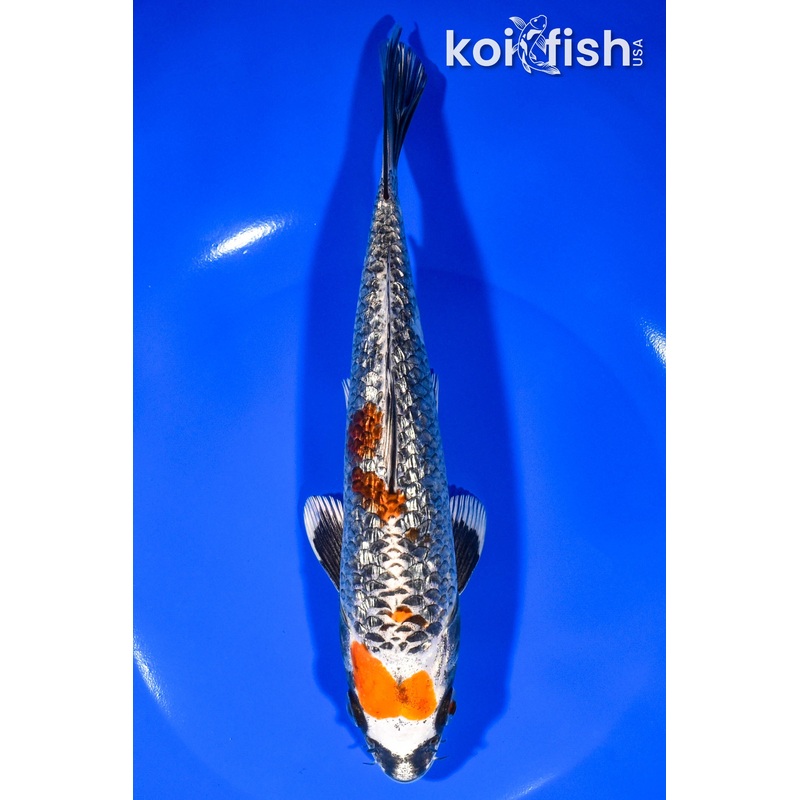7.75" GINRIN BENI GINGA