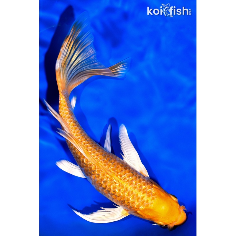 7.75" GINRIN HARIWAKE BUTTERFLY